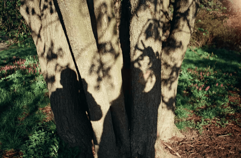 TREE IDENTIFICATION WALK WITH OWEN JOHNSON