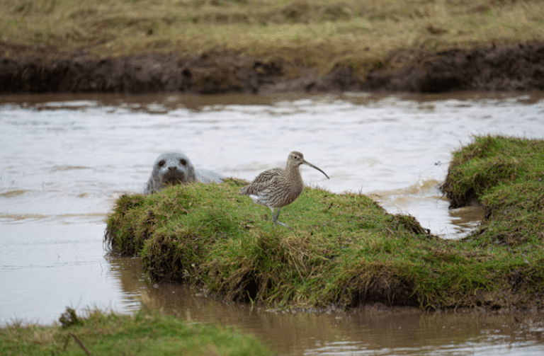 Walk with a Ranger: Shingle, Strandline & Seals